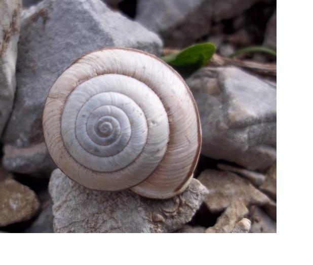 Chilostoma cingulatum .... ?